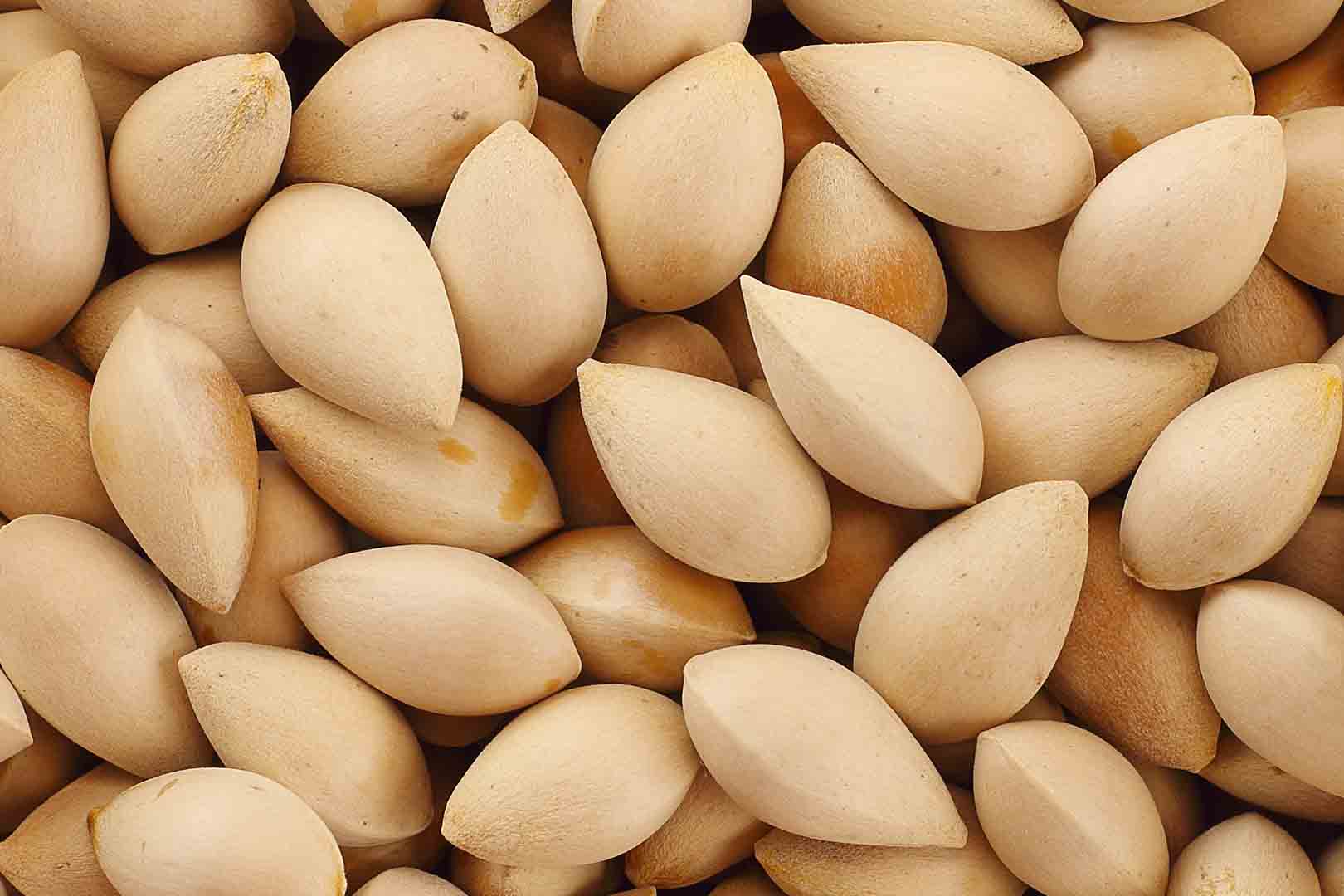 Ekstrak Ginkgo Biloba