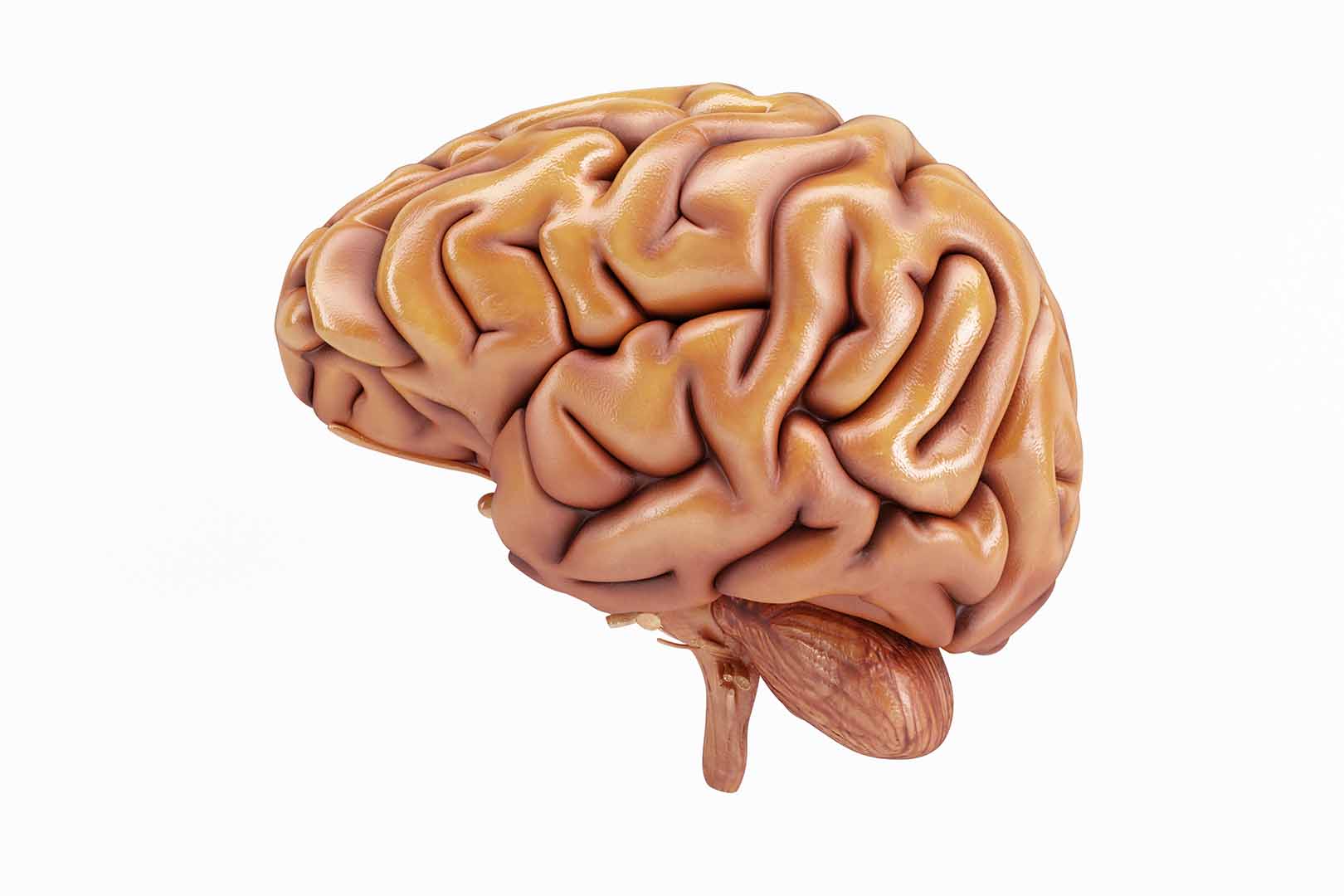 Mempelajari Fungsi Hipotalamus dan Penyakit Yang Menyerangnya