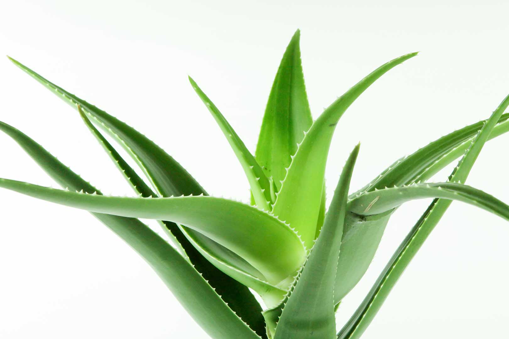 Mengenal Kandungan dan Manfaat Lidah Buaya untuk Kesehatan