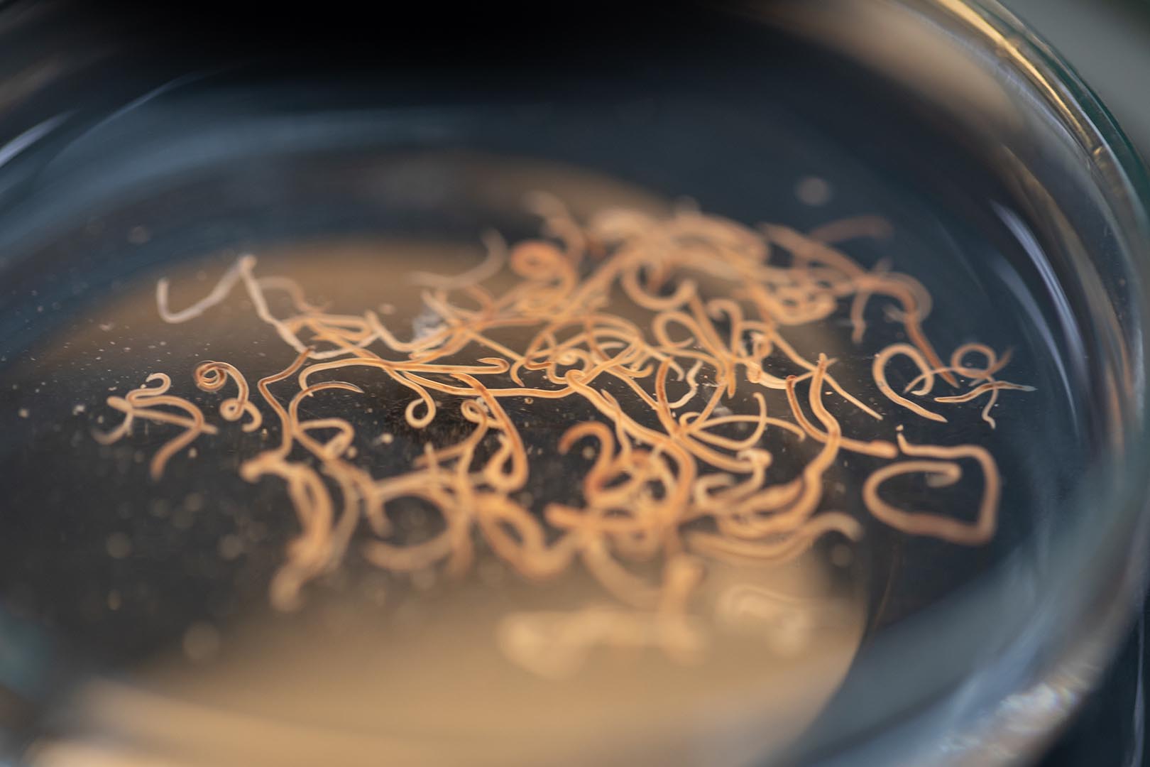 Albendazole: Manfaat, Dosis, dan Efek Samping