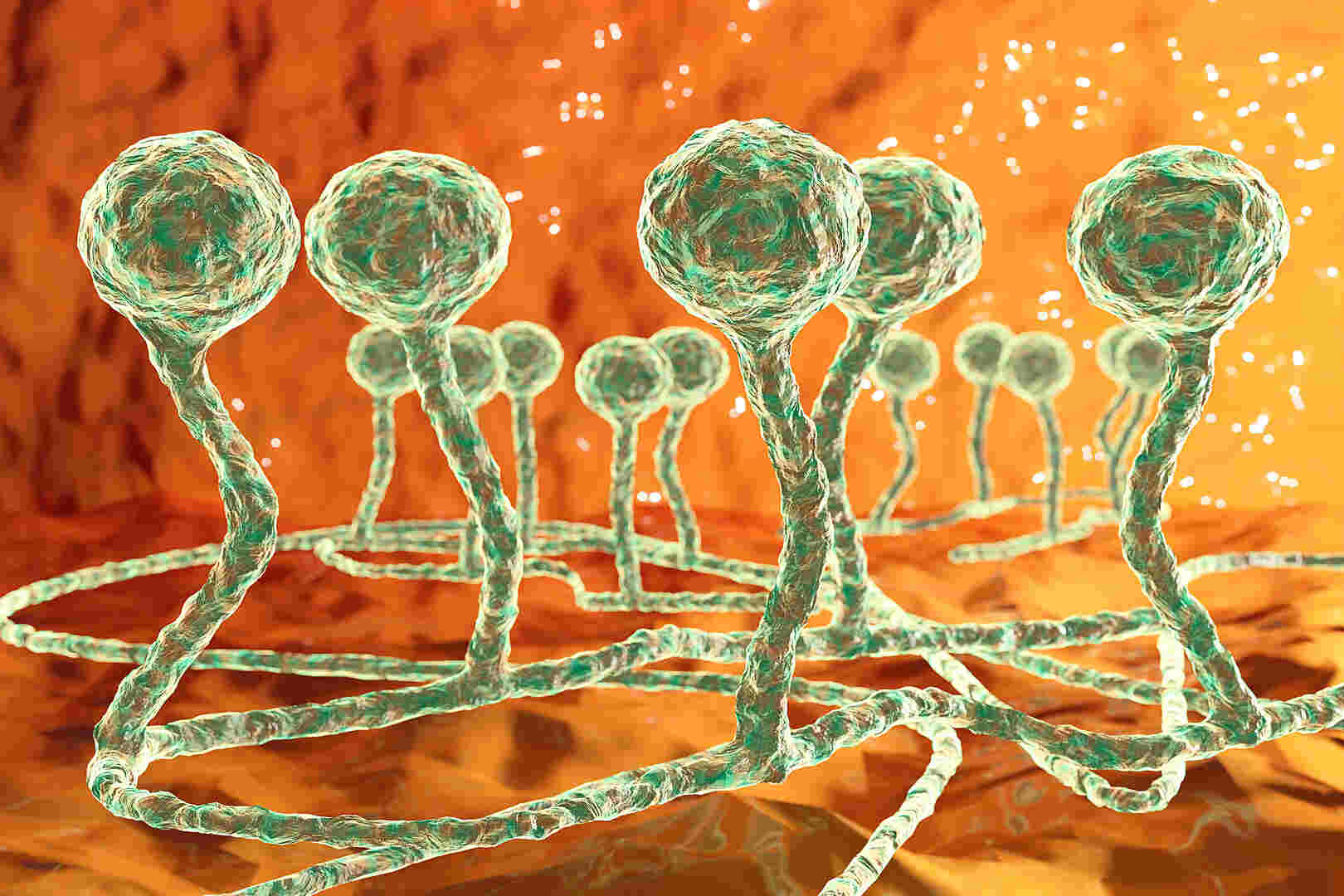 Mengenal Jamur Hitam Mematikan pada Pasien COVID-19 India