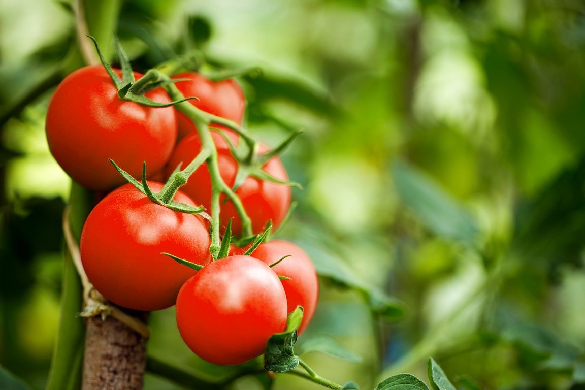 5 Manfaat Buah Tomat Untuk Kesehatan Tubuh