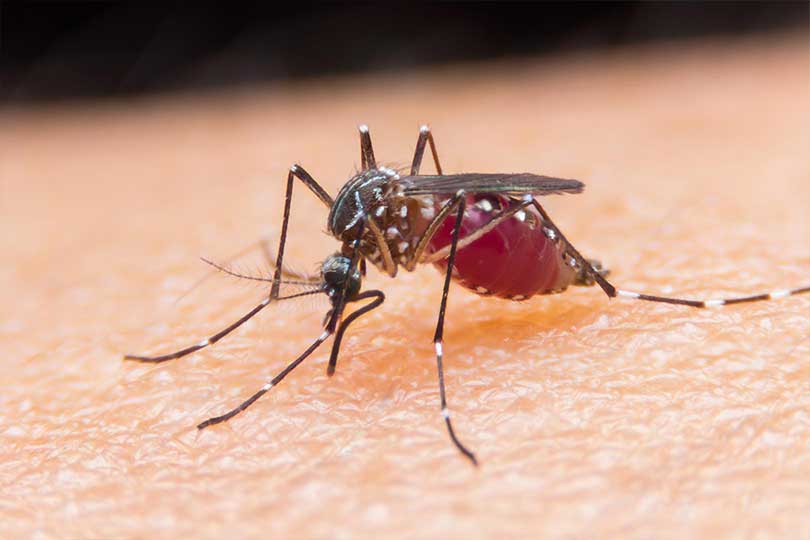 6 Penyakit yang Dapat Ditularkan Melalui Gigitan Nyamuk