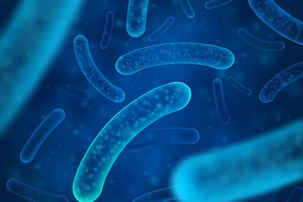 lactobacillus bifidobacterium bifidum