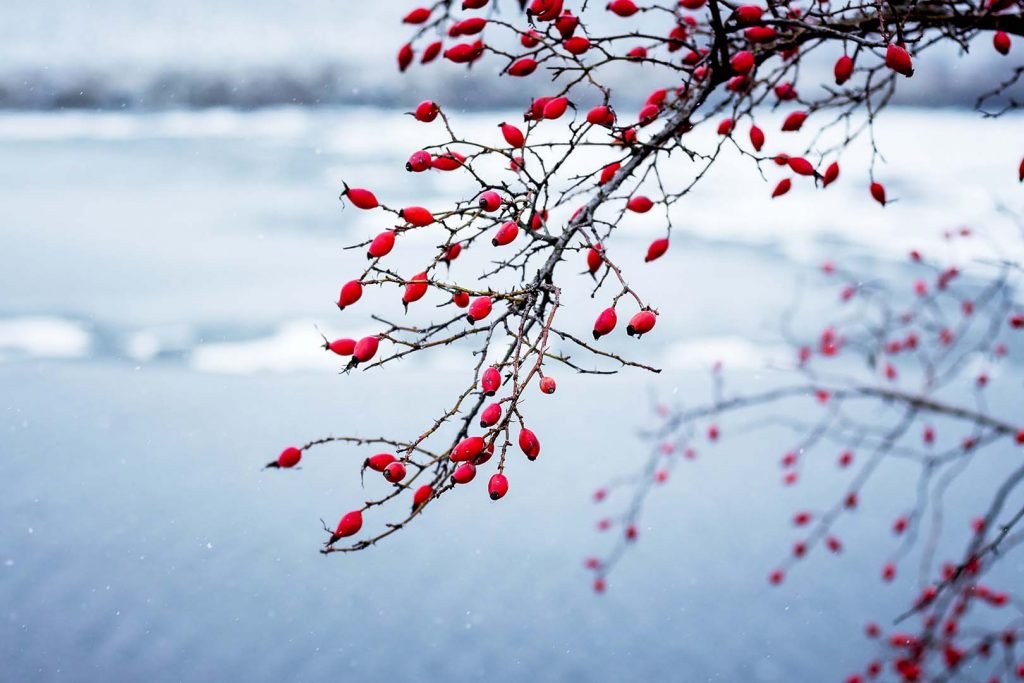 rosehip