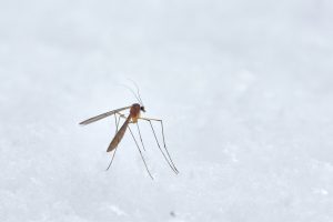 chikungunya