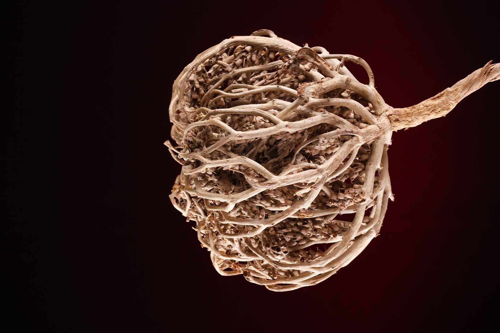 Rumput Fatimah Manfaat Dan Efek Samping Lifepack Id