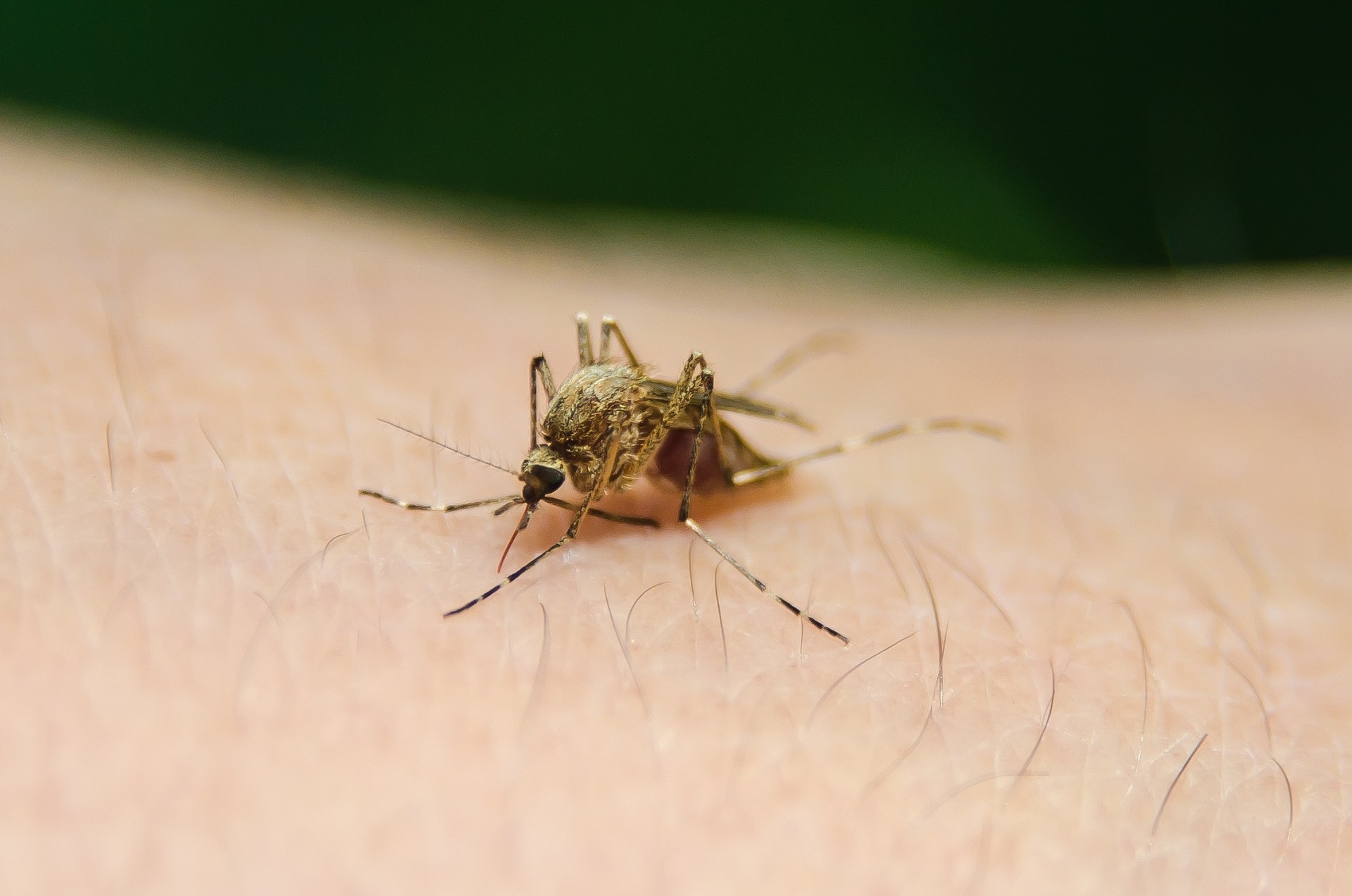 Penyebab malaria
